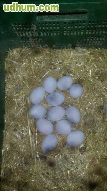 Huevos Fertiles De Gallina Leghorn 4930