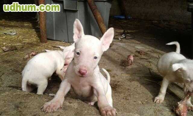 PODENCO ANDALUZ BLANCOS