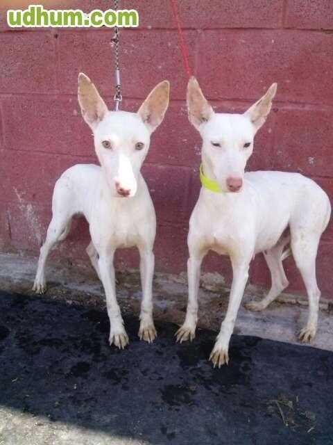 PODENCO ANDALUZ BLANCOS