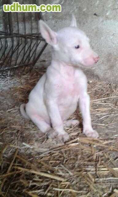 PODENCO ANDALUZ BLANCOS