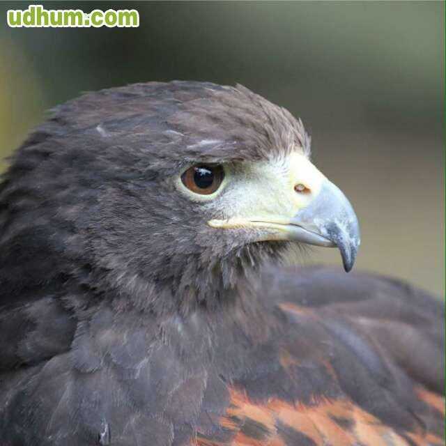 EXHIBICIONES DE AVES RAPACES